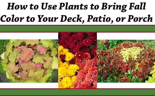 Find the best socal garden center near me to discover how to use plants for fall color on your deck, patio or porch.