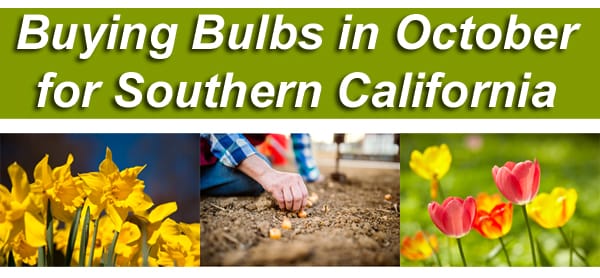 Buying bulbs in October at a SoCal garden center.