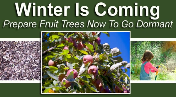 Winter is coming, ensuring your fruit trees go dormant by getting them ready at the top-rated SoCal nursery.
