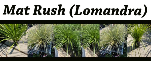 Best garden center near me.