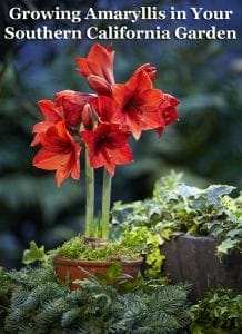 Finding the best garden center near you for growing amaryllis in your Southern California garden.