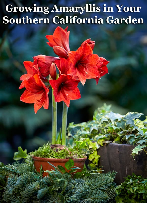 Finding the best garden center near you for growing amaryllis in your Southern California garden.