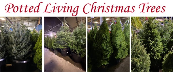Find the best garden center near me for potted living Christmas trees.