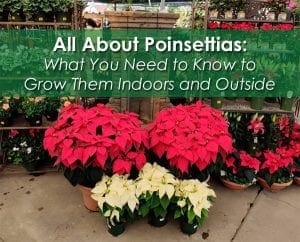 All about poinsettias what you need to know to grow indoors and outdoors at a nearby nursery.