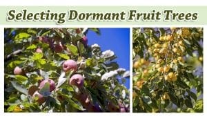 Selecting dormant fruit trees at the best nursery near me.