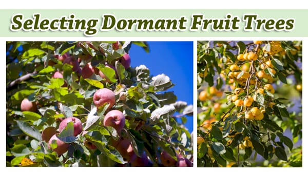 Selecting dormant fruit trees at the best nursery near me.