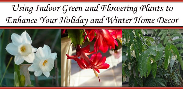 Enhance your holiday and winter home decor with green and flowering plants from a nearby nursery.