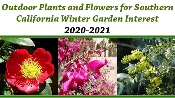 Find the best nursery near me for outdoor plants and flowers in southern California winter garden interest 2020-2021.