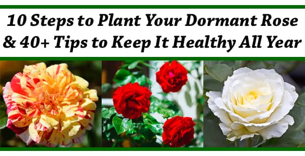 10 tips to keep your dormant rose healthy all year, including finding a garden center near me for necessary supplies.