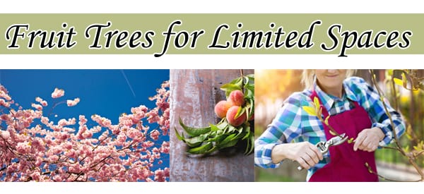 Find the best nursery near me for limited space fruit trees.