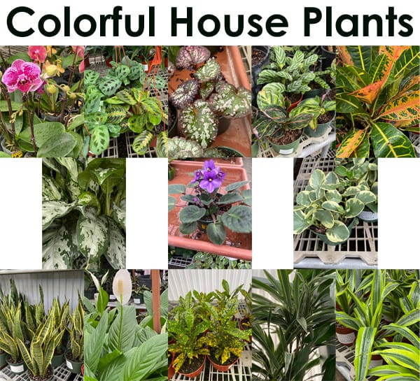 Colorful house plants for sale at a nearby nursery.