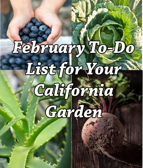 February garden tasks in California, recommended by socal nursery.