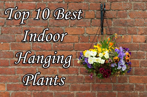Top 10 best indoor hanging plants available at a nearby nursery or garden center in Southern California.