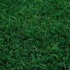 A close up of a lush green grass field in a nursery.