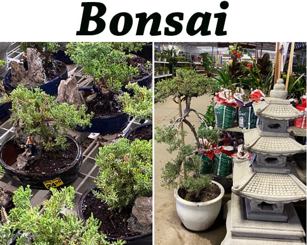Bonsai trees in pots at a top-rated garden center near me.