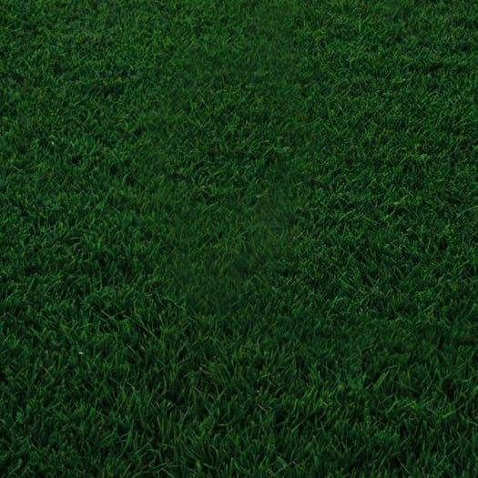 tifgreen sod