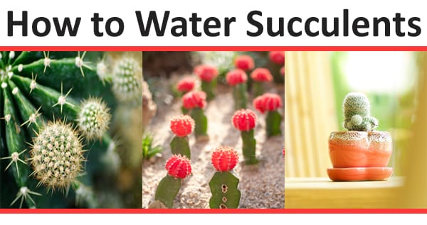 Tips for caring for succulents at a local garden center or nursery near me.