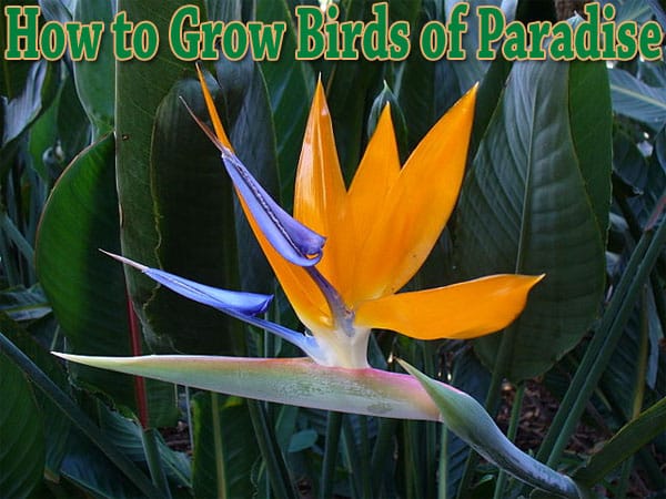 How to grow birds of paradise at the best garden center near me.