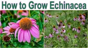 Tips for growing echinacea, including finding the best nursery or garden center near me.