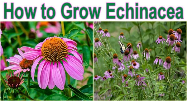 Tips for growing echinacea, including finding the best nursery or garden center near me.