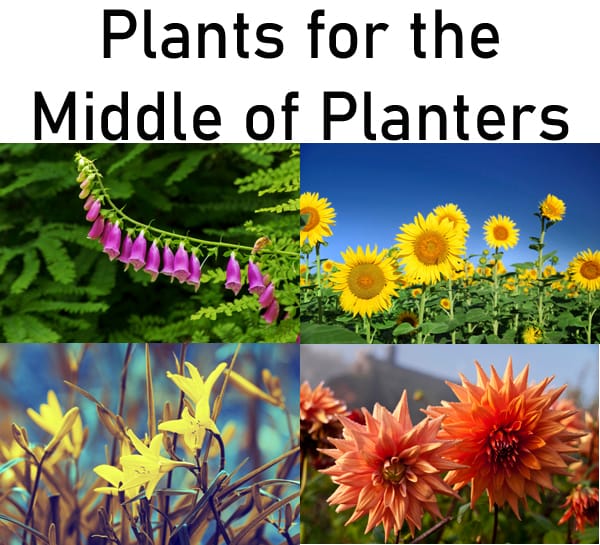 Middle of planters, socal garden center.