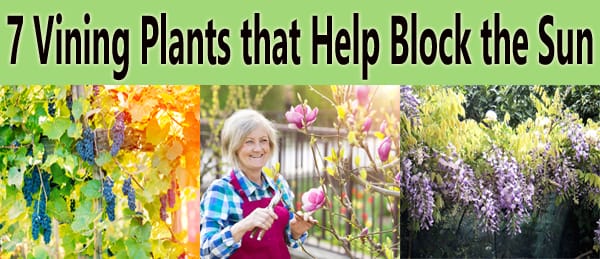 Find 7 vining plants at the best nursery near me that help block the sun.