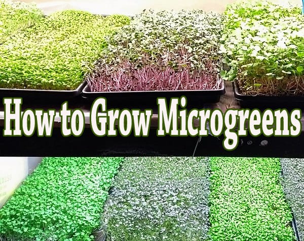 Guide on growing microgreens at a nearby garden center or nursery in Southern California.
