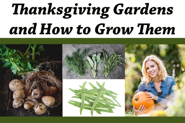 Guide to growing Thanksgiving gardens at a nearby garden center or nursery.