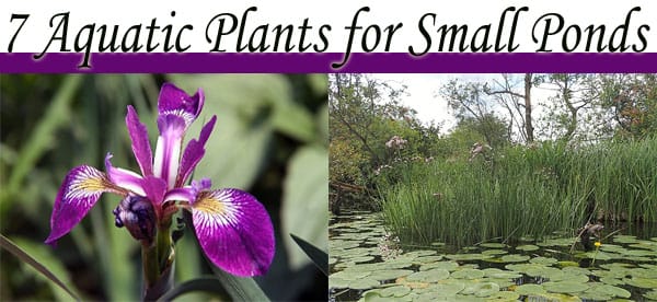 7 aquatic plants for small ponds available at the best nursery near me.
