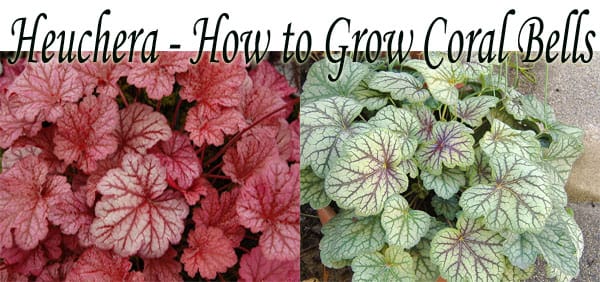 Find the best garden center near me for growing henry's hens.