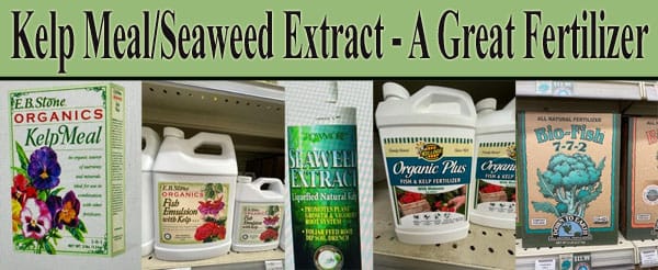 A great fertilizer made from Kelp meal seaweed extract available at a nearby garden center.