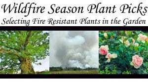 Wildfire-resistant plant selection at a nearby garden center.