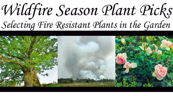 Wildfire-resistant plant selection at a nearby garden center.