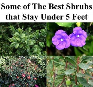 A selection of the top short shrubs available at a nearby garden center or socal nursery.