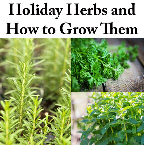 Guide to growing holiday herbs at a nearby garden center or nursery.