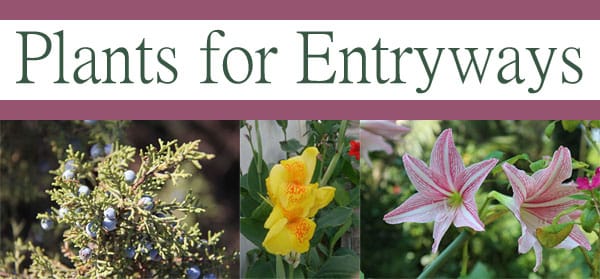 Best garden center near me for plants for entryways.