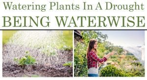 Finding the best garden center near me to purchase waterwise plants for a drought-stricken area.