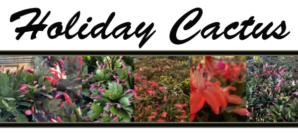 Best nursery near me.