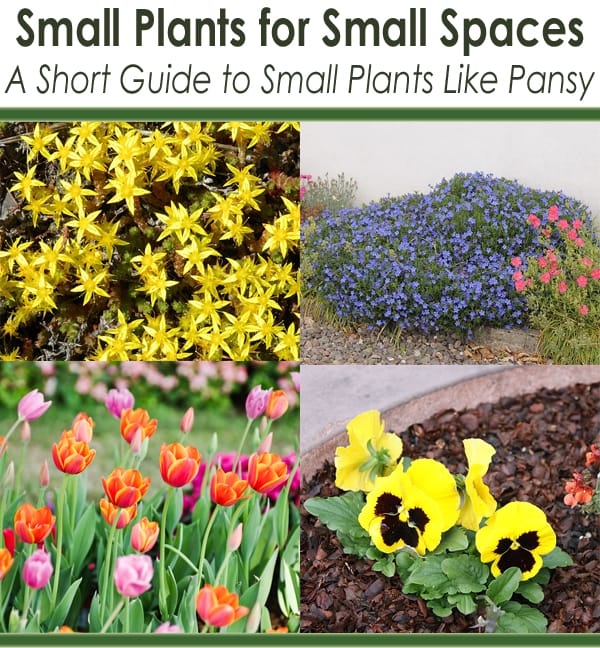 Short guide to small plants like pansies.