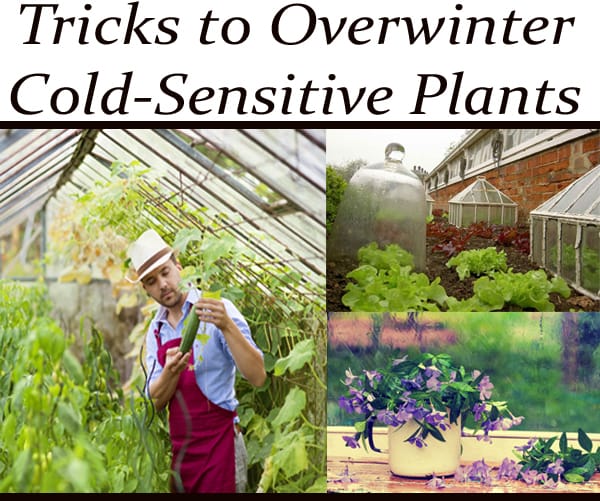 Tips for overwintering cold-sensitive plants.