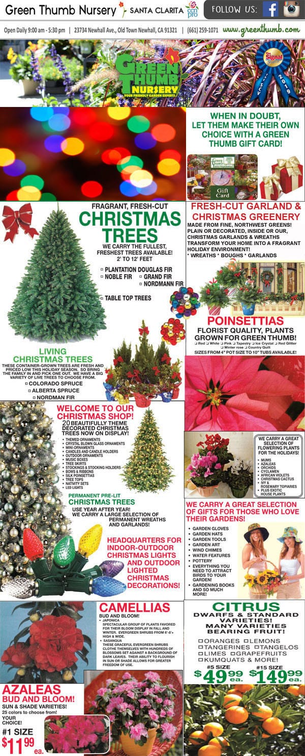 A newspaper ad promoting the best Christmas tree nursery near me.