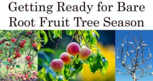 Preparing for bare root fruit trees at the best plant nursery near me.