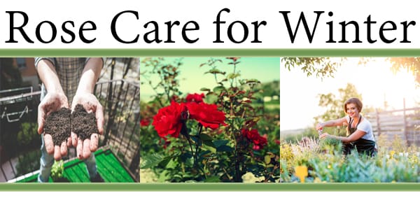 Find the best plant nursery or garden center near me for expert advice on caring for roses during winter.