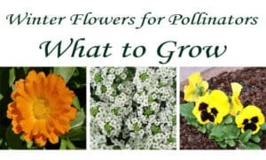 Winter flowers for pollinators at the best garden center near me.