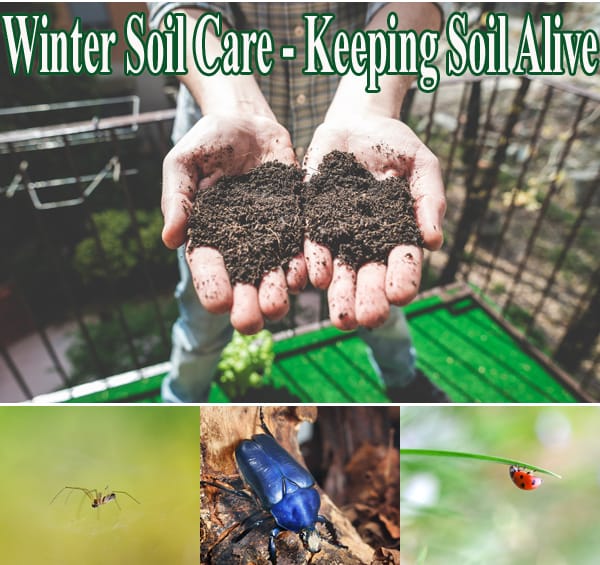 Winter soil care to keep soil alive.