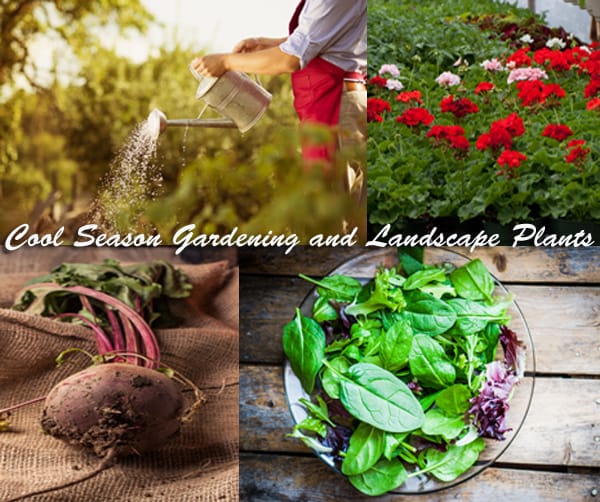 Cool season gardening and landscape plants at a nearby plant nursery.