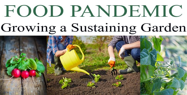 Growing a sustainable garden using the best plant nursery near me.