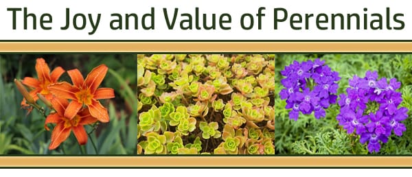 The joy and value of perennials at the best garden center near me.
