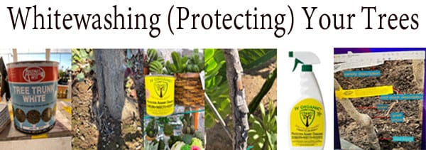 Best plant nursery near me providing whitewashing protection for your trees.
