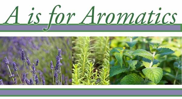 Best plant nursery near me specializing in high-quality aromatics.